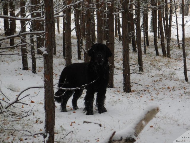 Фото: ньюфаундленд Knyajna v CHernom ot Marleon Dusvik (Княжна в Черном от Марлеон Дусвик)