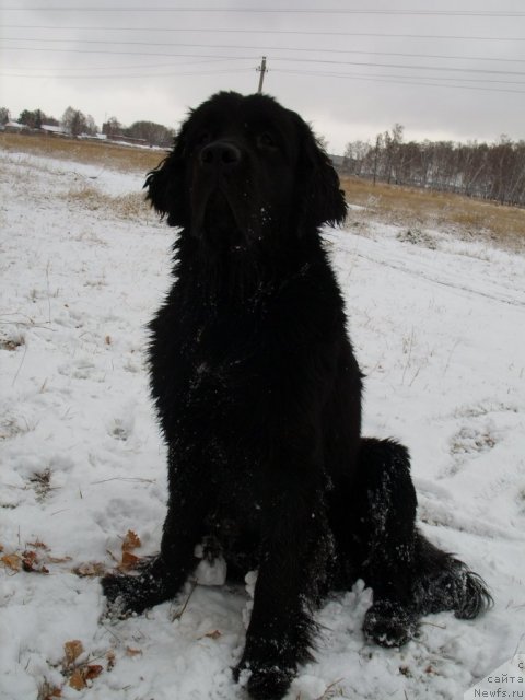 Фото: ньюфаундленд Knyajna v CHernom ot Marleon Dusvik (Княжна в Черном от Марлеон Дусвик)