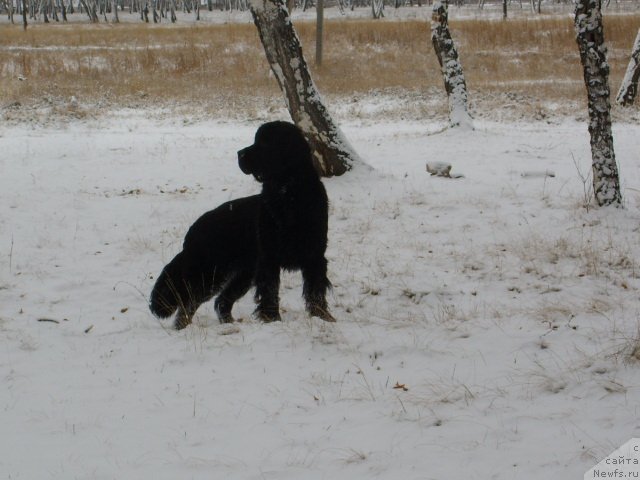 Фото: ньюфаундленд Knyajna v CHernom ot Marleon Dusvik (Княжна в Черном от Марлеон Дусвик)