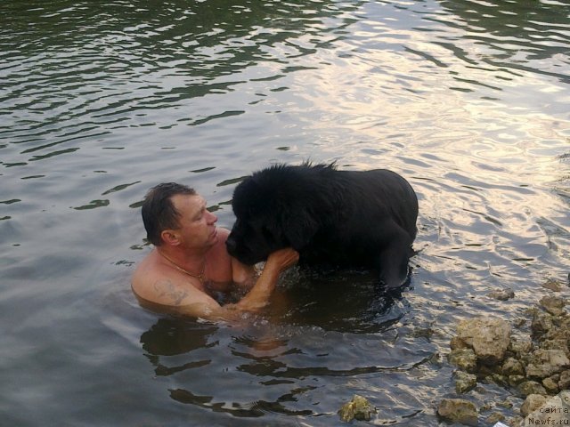 Фото: ньюфаундленд Skazochnaya Kroha Medison (Сказочная Кроха Медисон)