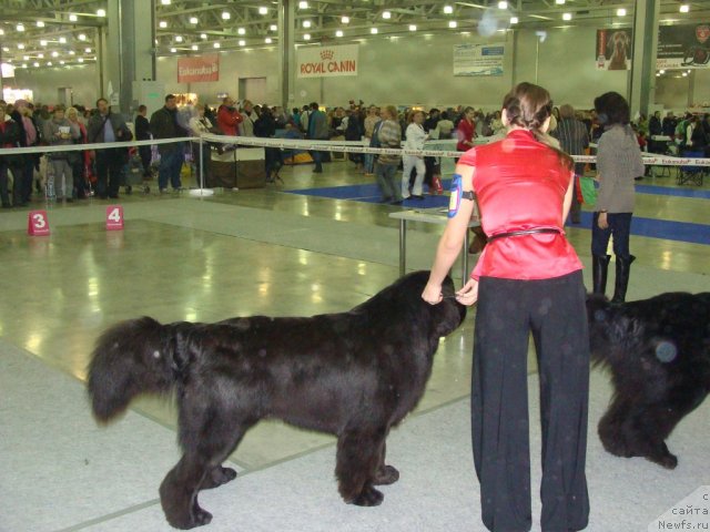 Фото: ньюфаундленд Skazochnaya Kroha Medison (Сказочная Кроха Медисон)