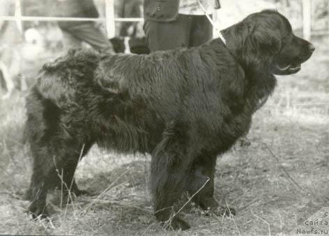 Фото: ньюфаундленд Zil'da Asli (Зильда Асли)