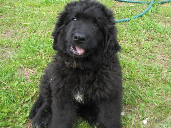 Фото: ньюфаундленд Bonopart Napoleon (Бонопарт Наполеон)