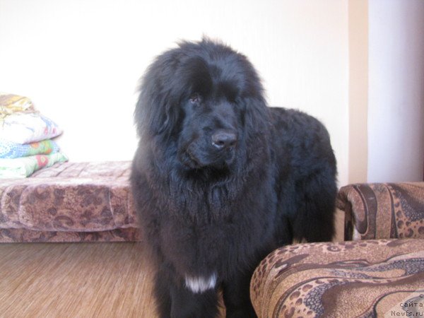 Фото: ньюфаундленд Bonopart Napoleon (Бонопарт Наполеон)