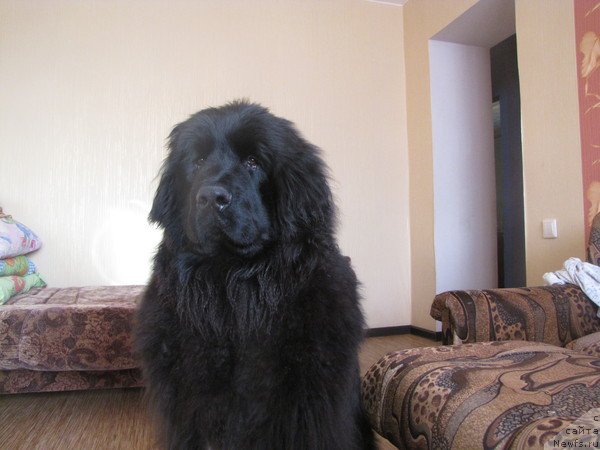 Фото: ньюфаундленд Bonopart Napoleon (Бонопарт Наполеон)