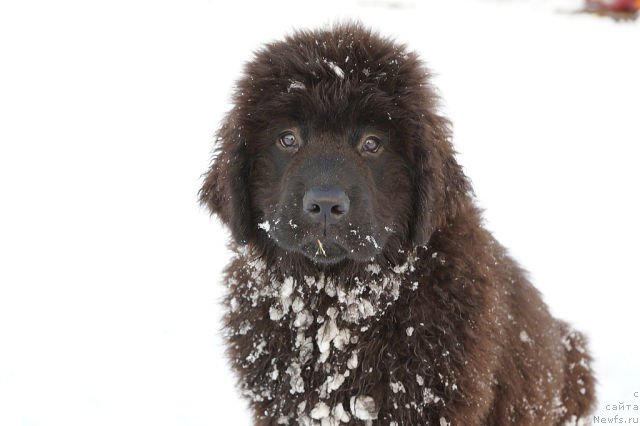 Фото: Кумир Миллионов