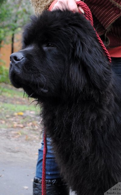 Фото: ньюфаундленд Demi Mur (Деми Мур)