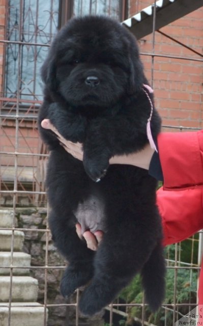 Фото: Щенки п-ка 