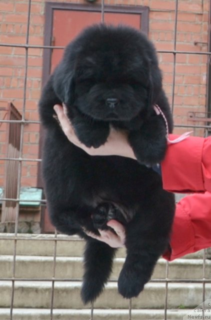 Фото: Щенки п-ка 