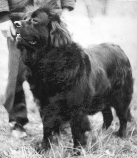 Фото: ньюфаундленд Gloriya (Глория)