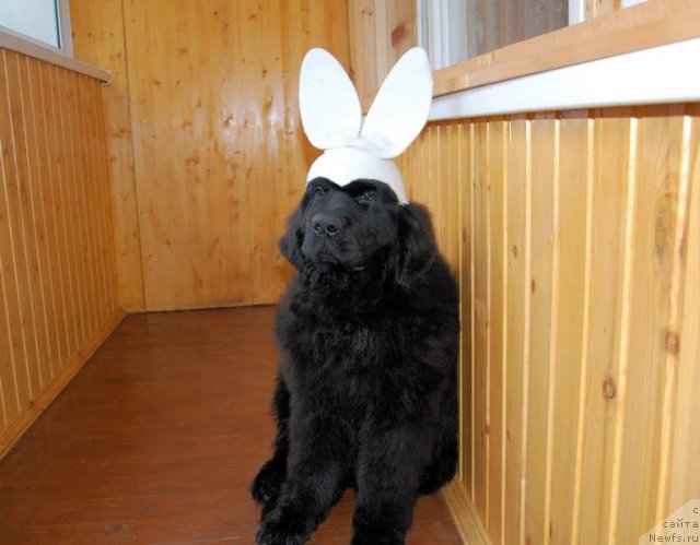 Фотография № 110406