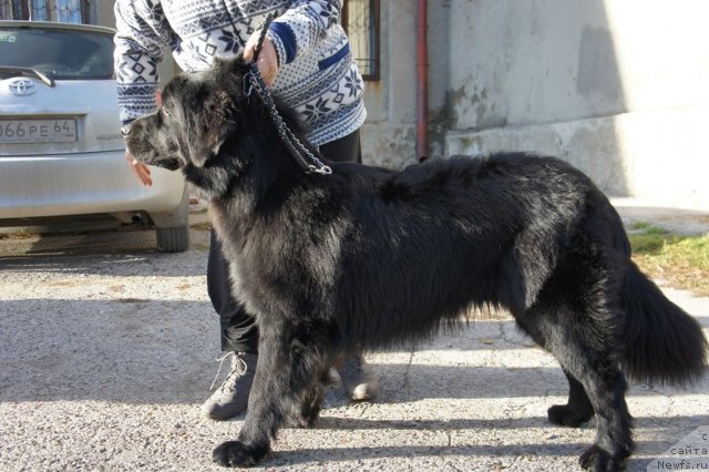 Фото: ньюфаундленд CHernyiy Balu Borislav (Черный Балу Борислав)