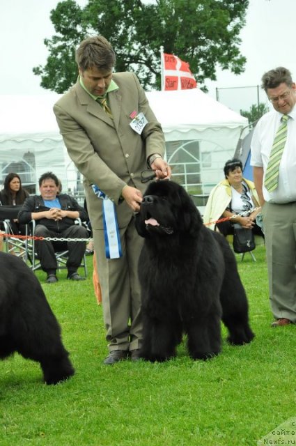 Фото: ньюфаундленд King of Helluland Duke of Heaven
