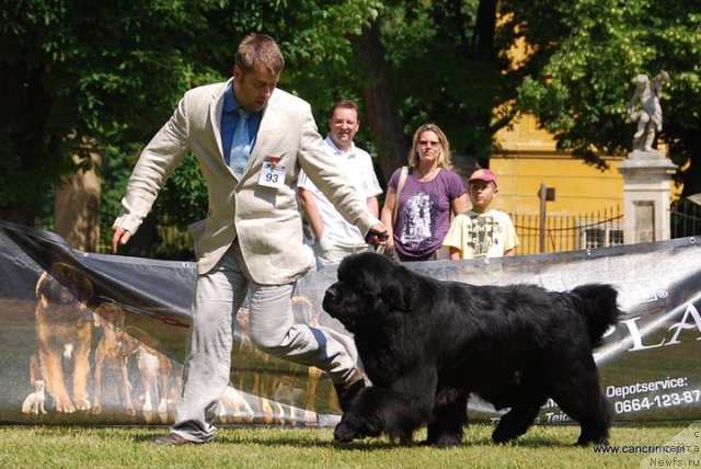 Фото: ньюфаундленд King of Helluland Duke of Heaven