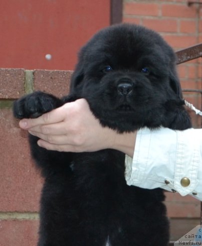 Фото: Щенки п-ка 