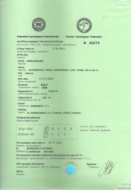 Фото: ньюфаундленд Plushevaya Panda Roskoshnaya Lady Diana (Плюшевая Панда Роскошная Леди Диана)