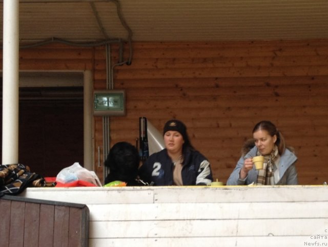 Фото: Mariya SHigal' (Мария Шигаль), ньюфаундленд Bonni Flayt (Бонни Флайт)