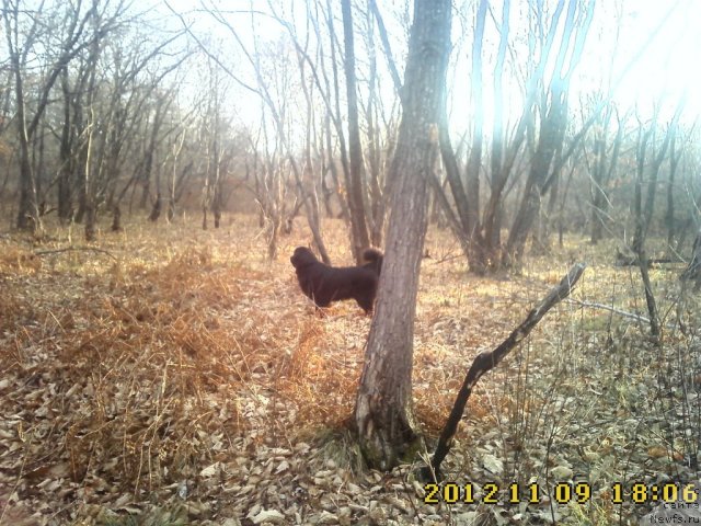 Фото: ньюфаундленд Nessi Blyek s  Lesnoy Zaimki (Несси Блэк с  Лесной Заимки)