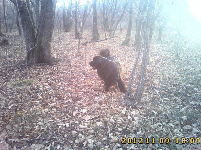 Фото: ньюфаундленд Nessi Blyek s  Lesnoy Zaimki (Несси Блэк с  Лесной Заимки)