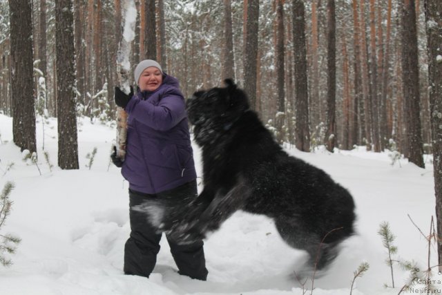 Фото: ньюфаундленд Omar SHerif (Омар Шериф), Lyudmila Ovsyannikova (Людмила Овсянникова)