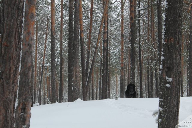 Фотография № 110447