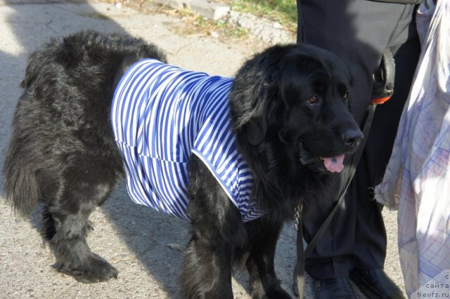 Фото: ньюфаундленд Richard (Ричард)