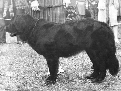 Фото: ньюфаундленд Gan Nensi (Ган Ненси)