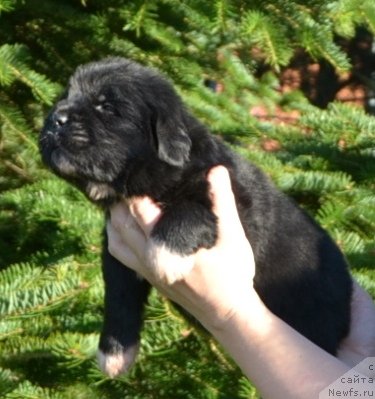 Фото: Щенки п-ка 