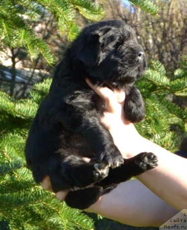 Фото: Щенки п-ка 