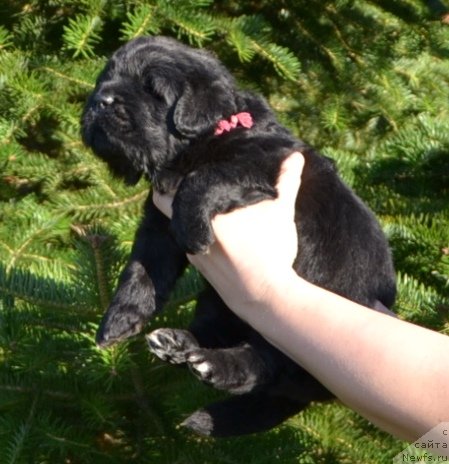 Фото: Щенки п-ка 