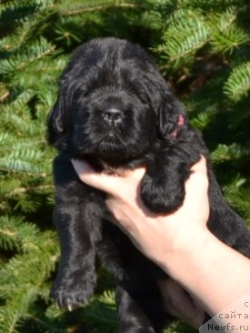 Фото: Щенки п-ка 