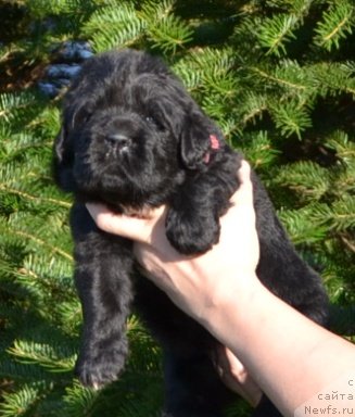 Фото: Щенки п-ка 