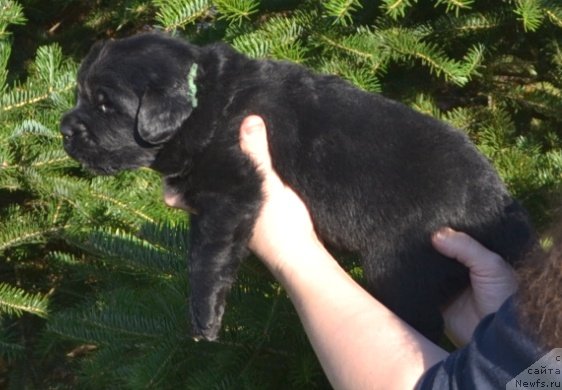 Фото: Щенки п-ка 