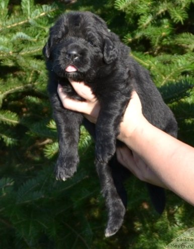 Фото: Щенки п-ка 