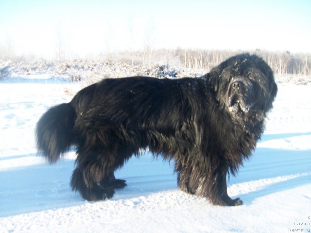 Фото: ньюфаундленд Karat iz Medvejyego Yara (Карат из Медвежьего Яра)