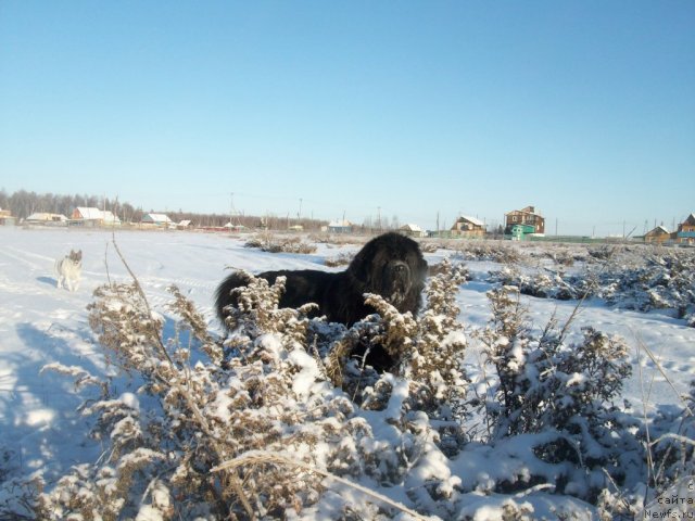 Фото: ньюфаундленд Karat iz Medvejyego Yara (Карат из Медвежьего Яра)