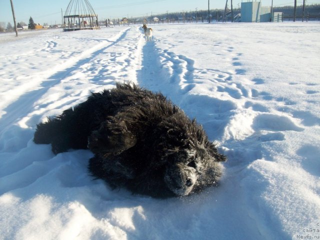 Фото: ньюфаундленд Yarada iz Sibirskoy Glubinki (Ярада из Сибирской Глубинки)