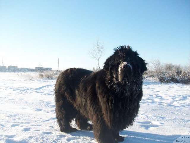 Фото: ньюфаундленд Yarada iz Sibirskoy Glubinki (Ярада из Сибирской Глубинки)