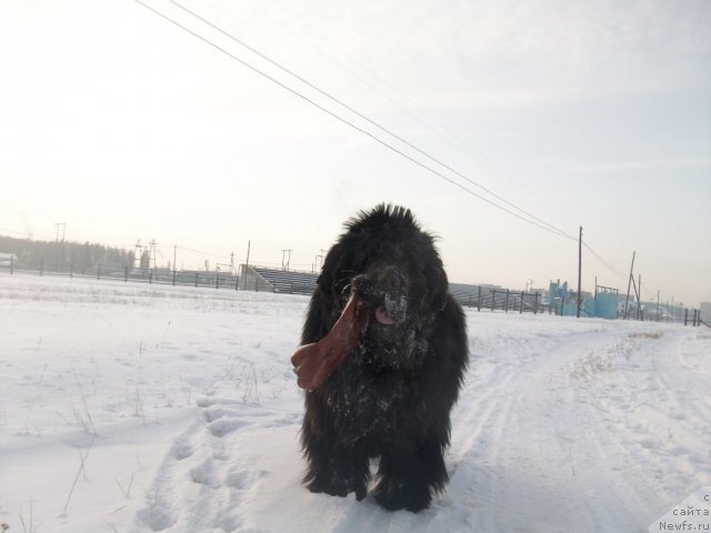 Фото: ньюфаундленд Yarada iz Sibirskoy Glubinki (Ярада из Сибирской Глубинки)