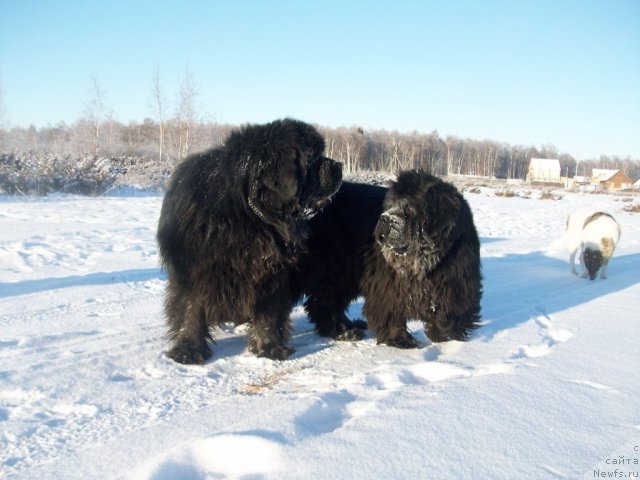 Фото: ньюфаундленд Karat iz Medvejyego Yara (Карат из Медвежьего Яра), ньюфаундленд Yarada iz Sibirskoy Glubinki (Ярада из Сибирской Глубинки)