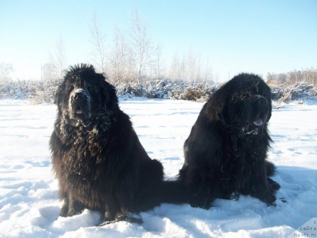 Фото: ньюфаундленд Yarada iz Sibirskoy Glubinki (Ярада из Сибирской Глубинки), ньюфаундленд Karat iz Medvejyego Yara (Карат из Медвежьего Яра)