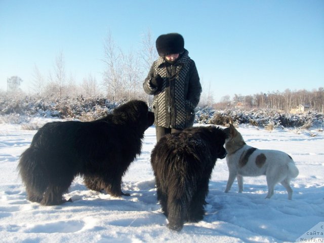 Фото: ньюфаундленд Yarada iz Sibirskoy Glubinki (Ярада из Сибирской Глубинки), ньюфаундленд Karat iz Medvejyego Yara (Карат из Медвежьего Яра), Natal'ya Berejneva (Наталья Бережнева)