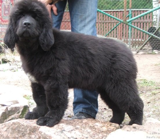 Фото: ньюфаундленд Plushevaya Panda Cheri Suisse (Плюшевая Панда Чери Свис)