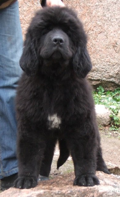 Фото: ньюфаундленд Plushevaya Panda Cheri Suisse (Плюшевая Панда Чери Свис)