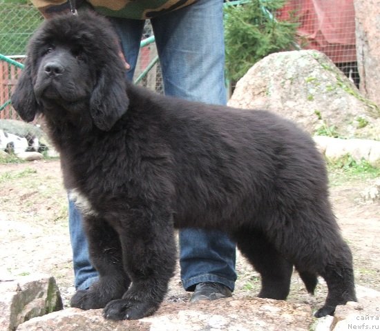 Фото: ньюфаундленд Plushevaya Panda Cheri Suisse (Плюшевая Панда Чери Свис)