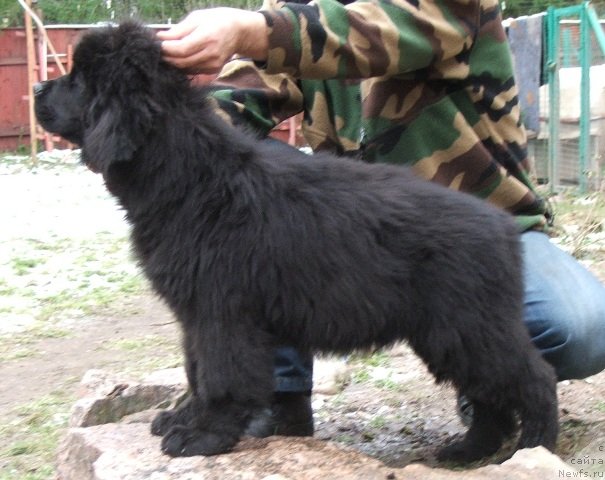 Фото: ньюфаундленд Plushevaya Panda Cherry Brandy (Плюшевая Панда Черри Бренди)