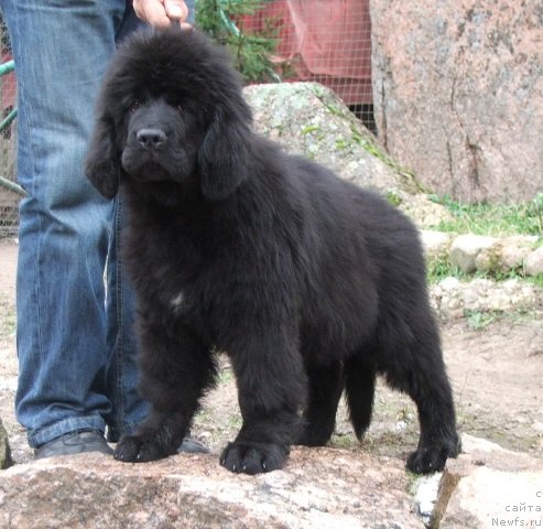 Фото: ньюфаундленд Plushevaya Panda Cherry Brandy (Плюшевая Панда Черри Бренди)