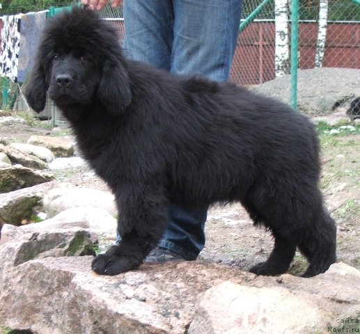 Фото: ньюфаундленд Plushevaya Panda Cherry Brandy (Плюшевая Панда Черри Бренди)