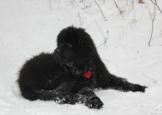 Фотография № 110617