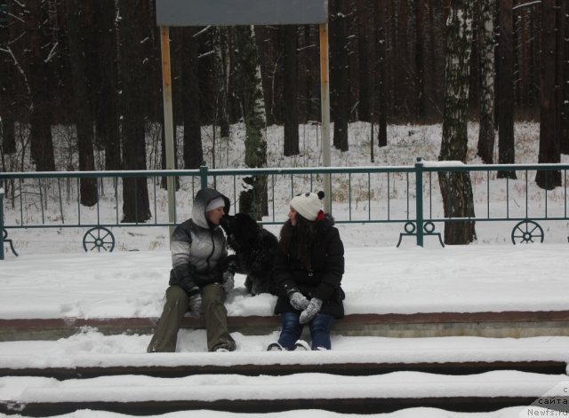 Фото: ньюфаундленд Able To Win Dinastiya Soverchenstva (Айбл Ту Вин Династия Совершенства), Marina Glazyirina (Марина Глазырина), Лена